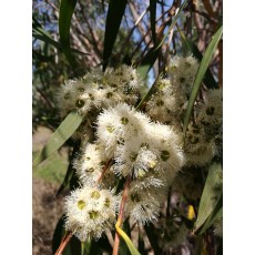 Eucalyptus fastigata Eucalyptus fastigata